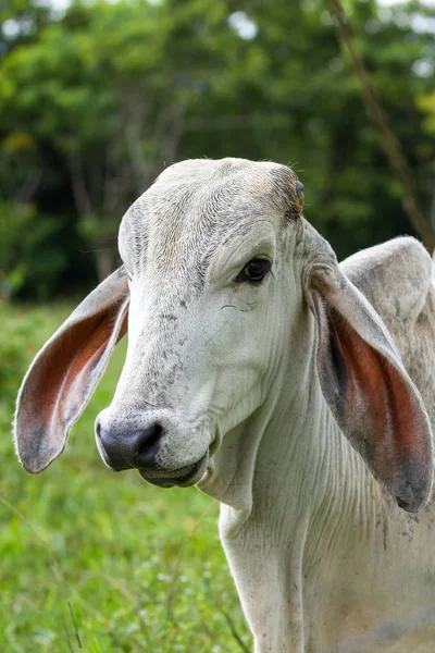 牛の顔をクローズ アップ — ストック写真