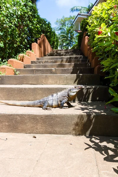 Iguana guardando os passos — Fotografia de Stock