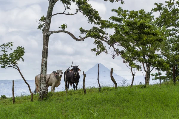 Vacas em Costa Rica — Fotografia de Stock