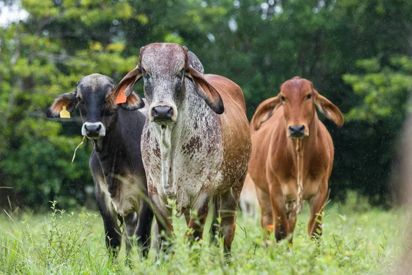 Young bulls in Costa Rica — Stock Photo, Image