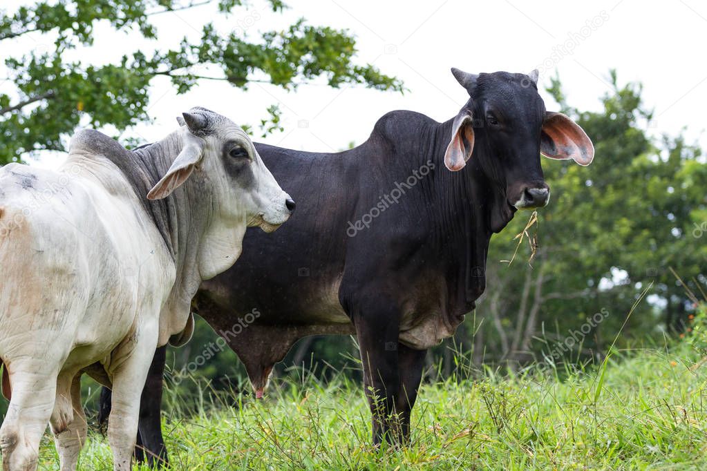 Young bulls in Costa Rica