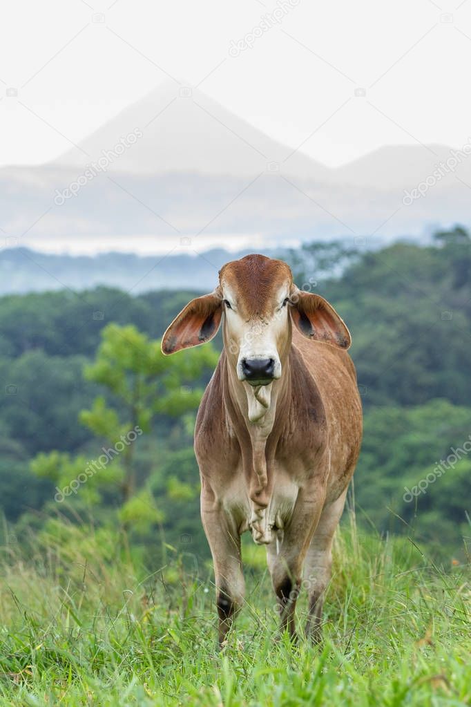 Cows in Costa Rica