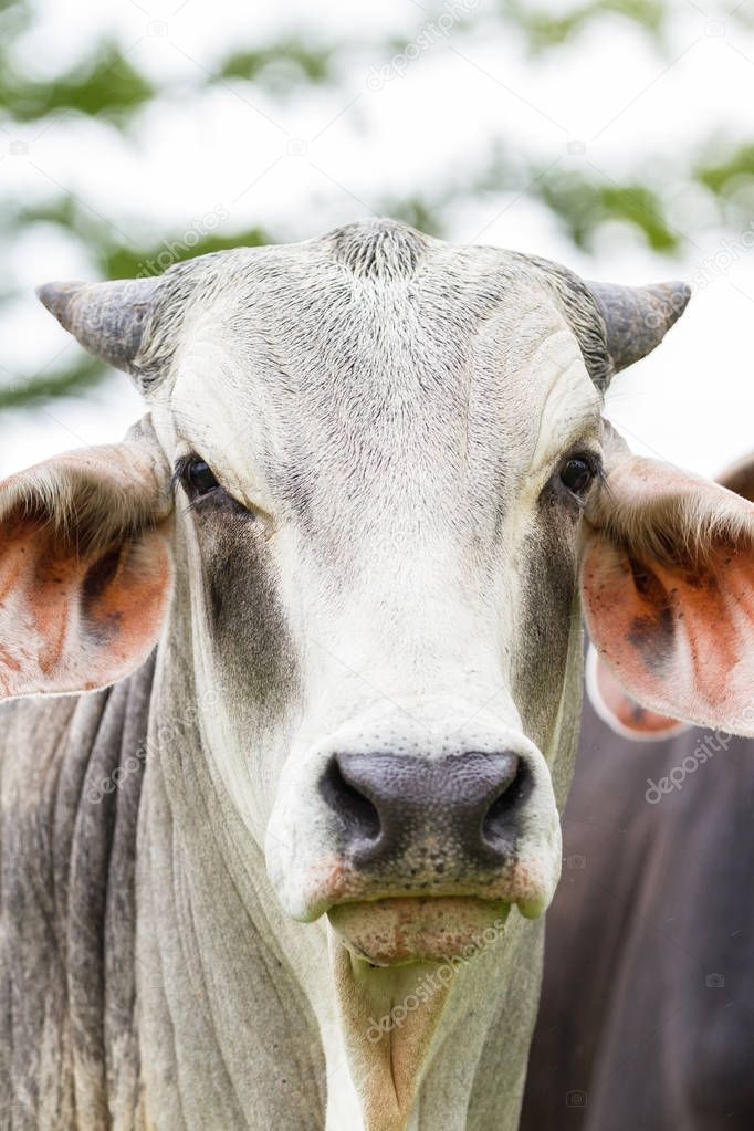 Bull face close up