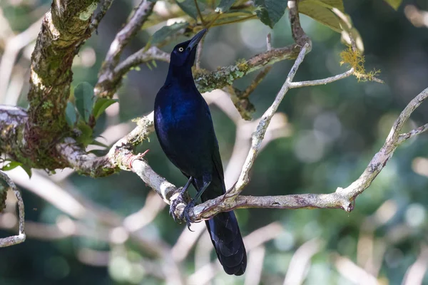 Great-tailed Grackle - Quiscalus mexicanus — Stock Photo, Image