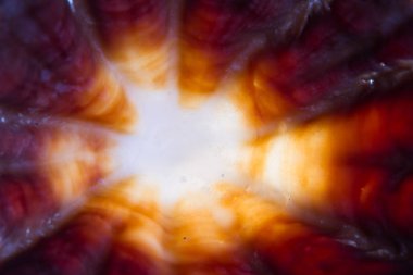 parlayan deniz kabuğu 