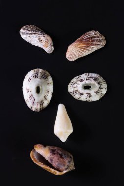 Deniz kabuğu yüzler