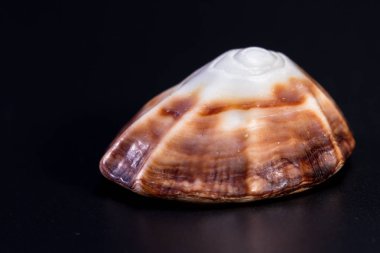 Siyah arka planda deniz kabuğu