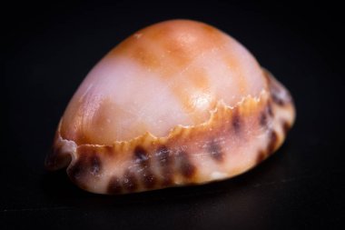 Siyah arka planda deniz kabuğu