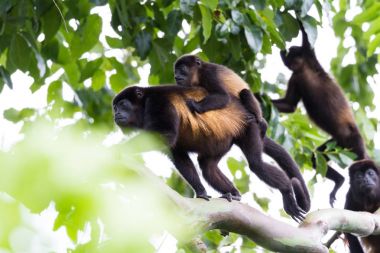 Uluyan maymunlar Kosta Rika