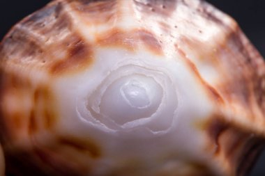 Doğa tarafından sanat 