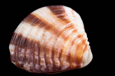 Doğa tarafından sanat 