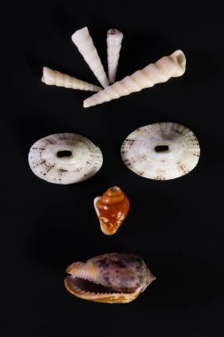 Deniz kabuğu yüzler