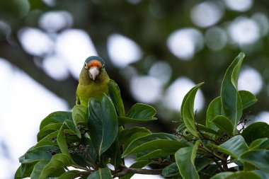 muhabbet kuşu - turuncu önlü Eupsittula canicularis
