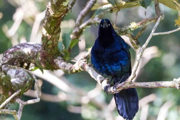 Velký sledoval Grackle - Quiscalus mexicanus — Stock fotografie