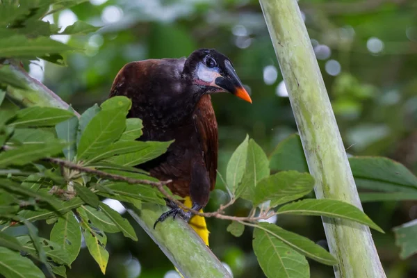 Junge Oropendola in Costa Rica — Stockfoto