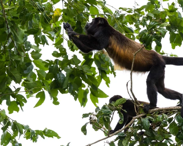 吼猴在哥斯达黎加 — 图库照片