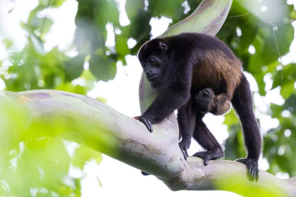 Monkeys Howler w Kostaryce — Zdjęcie stockowe