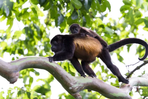 Monos aulladores en Costa Rica — Foto de Stock