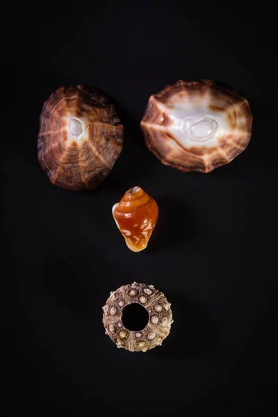 Sea shell faces — Stock Photo, Image