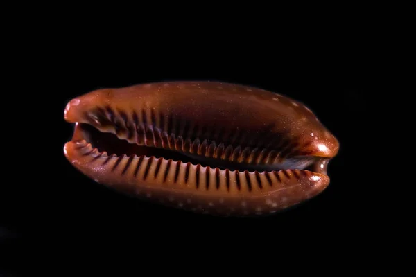 Cáscara de mar sobre fondo negro — Foto de Stock