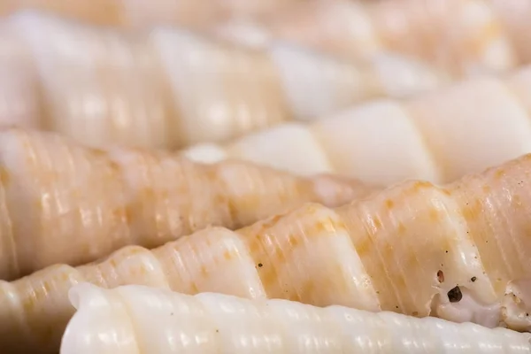 Coquilles de mer blanche — Photo