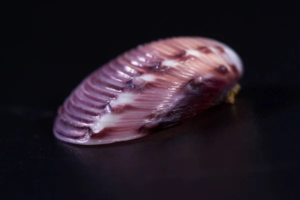 Coquille de mer sur fond noir — Photo