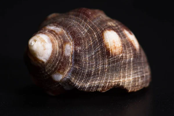 Coquille de mer sur fond noir — Photo