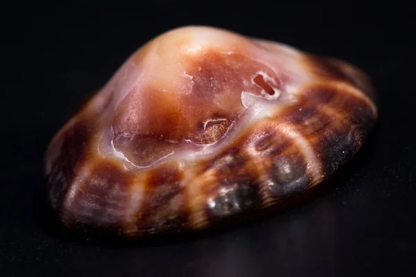 Sea shell on a black background — Stock Photo, Image