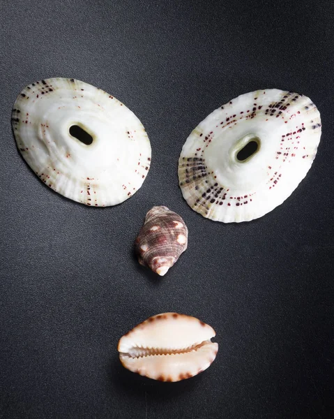 Sea shell ansikten — Stockfoto