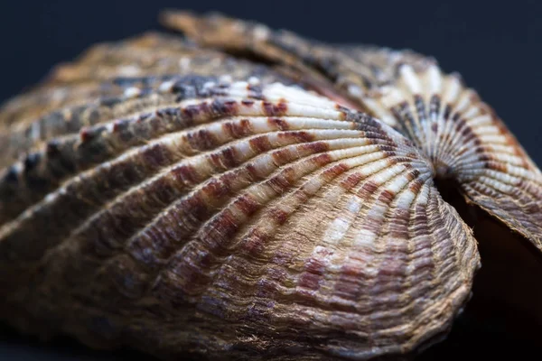 Beau motif dans une coquille — Photo