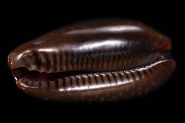 검은 배경에 있는 조개껍데기 — 스톡 사진