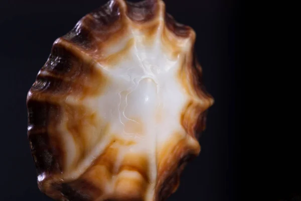 Cáscara de mar sobre fondo negro — Foto de Stock