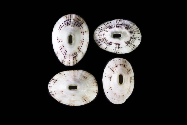 White sea shells — Stock Photo, Image