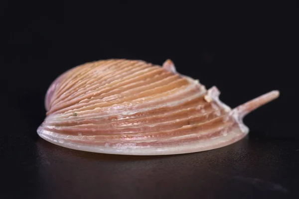 Cáscara de mar sobre fondo negro — Foto de Stock