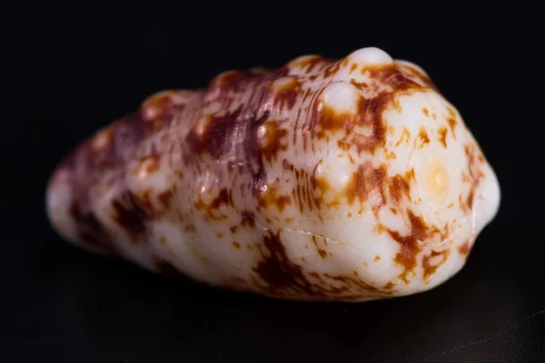 Sea shell on a black background — Stock Photo, Image