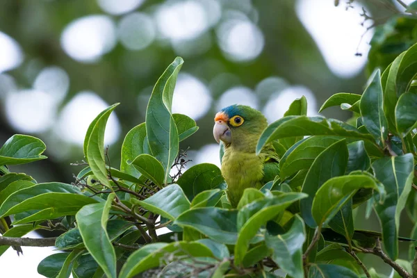 橙尾鹦鹉-Eupsittula canicularis — 图库照片