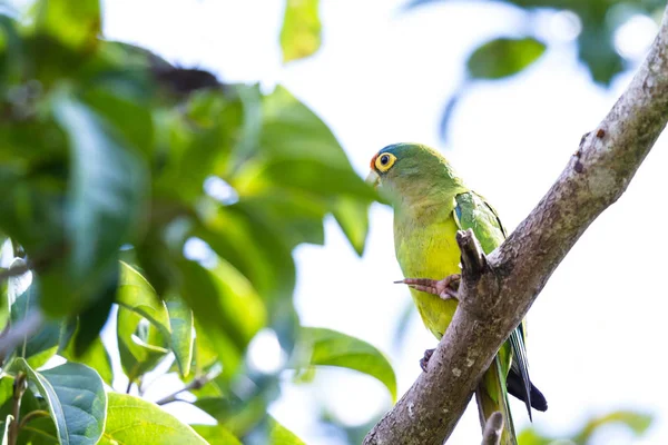 muhabbet kuşu - turuncu önlü Eupsittula canicularis