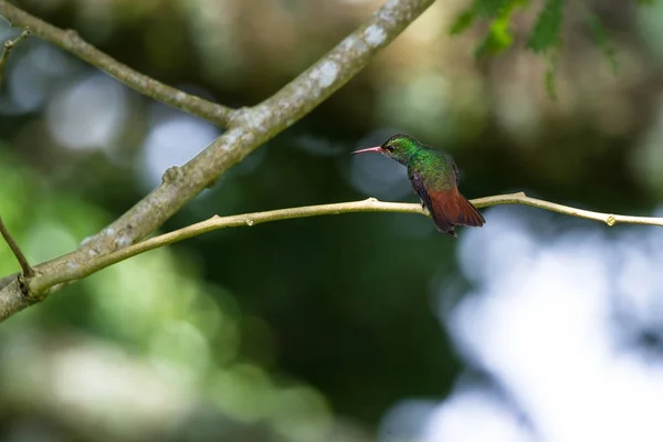 Rufous-tailed hummingbird - Amazilia tzacatl — Stock Photo, Image