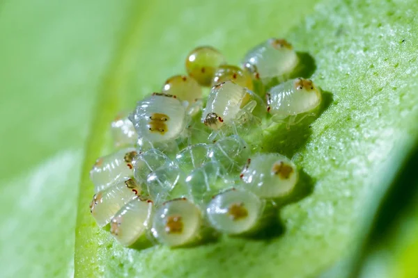 Spider mites macro — Stock Image Spider mites macro Royalty Free Stock Images