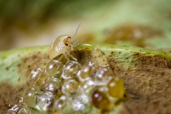 Spotted spider mite — Stock Image Spotted spider mite Royalty Free Stock Images