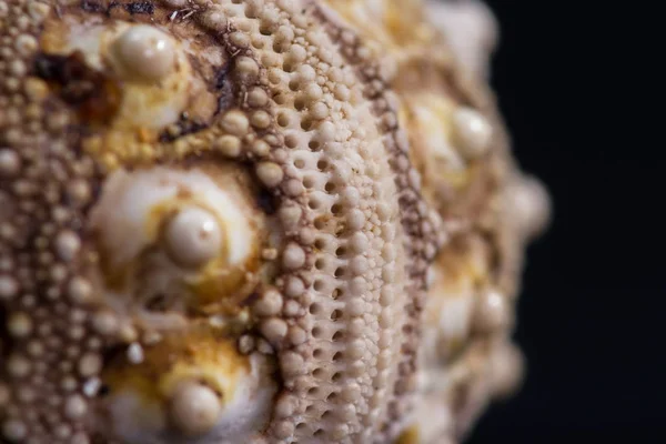 Sea shell macro — Stock Image Sea shell macro Royalty Free Stock Photos