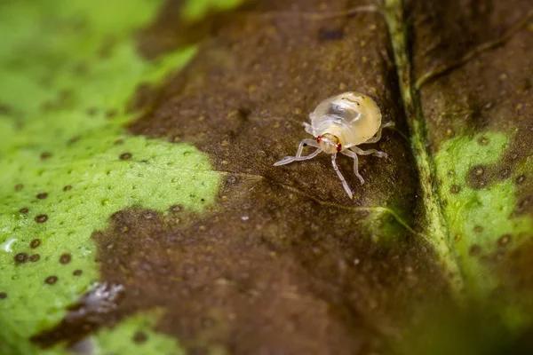 Spotted spider mite — Stock Image Spotted spider mite Stock Image