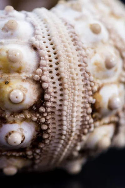 Sea shell macro — Stock Image Sea shell macro Stock Image
