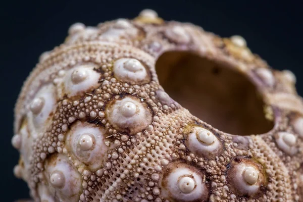 Sea shell macro — Stock Image Sea shell macro Royalty Free Stock Photos