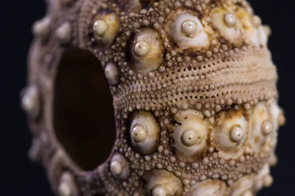 Sea shell details — Stock Image Sea shell details Stock Picture