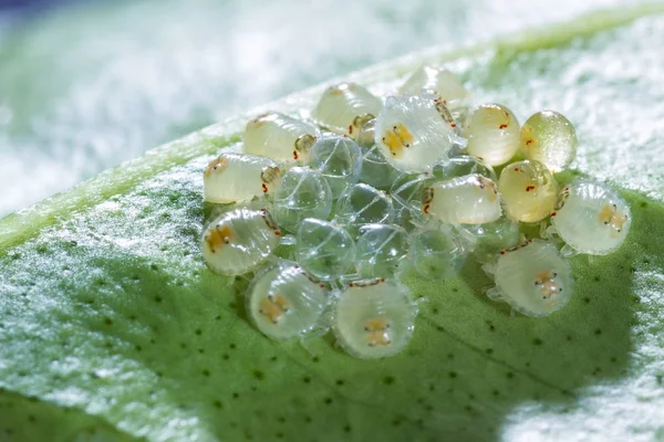 Spider mites macro — Stock Image Spider mites macro Royalty Free Stock Images