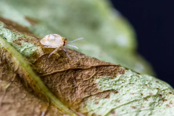 Spotted spider mite — Stock Image Spotted spider mite Royalty Free Stock Images