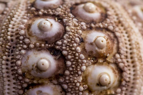 Sea shell macro — Stock Image Sea shell macro Stock Photo