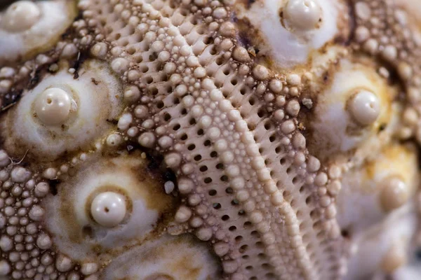 Sea shell macro — Stock Image Sea shell macro Royalty Free Stock Images