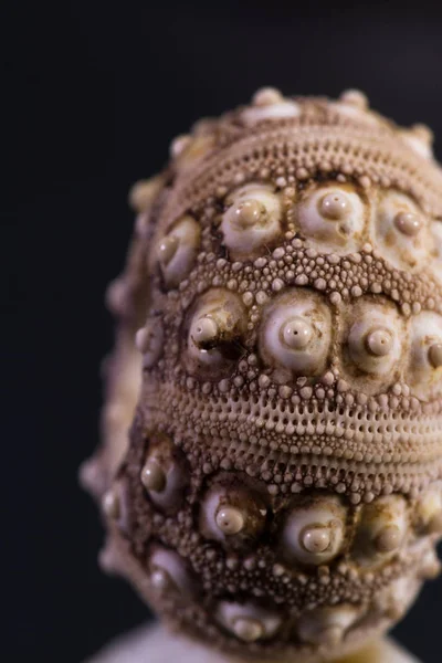 Sea shell details — Stock Image Sea shell details Royalty Free Stock Photos
